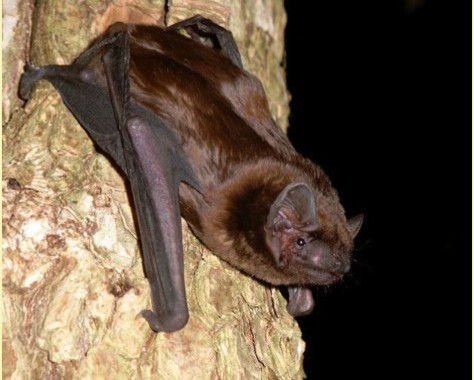 Celălalt virus care îi sperie pe oamenii de ştiinţă. Nipah, patogenul cu nume exotic şi gazdă comună cu SARS-CoV-2