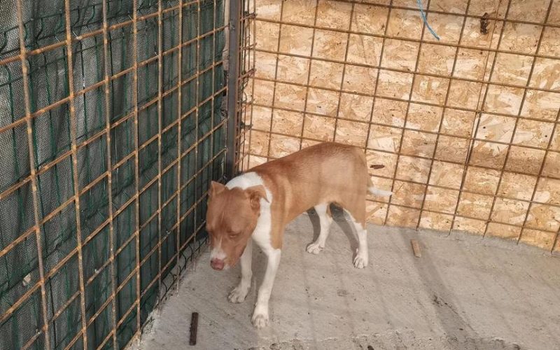 Dolj: Doi adolescenţi, de 14 ani şi 15 ani, amendaţi cu 7.000 de lei după ce au asmuţit câinii de rasă asupra unui alt câine