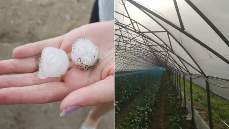 Grindina a lovit un mare bazin legumicol din România