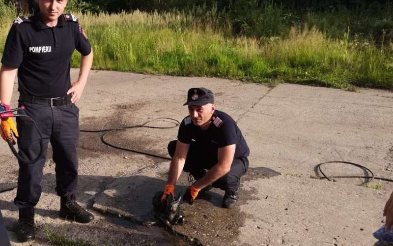 Un pui de căprioară a fost salvat dintr-un bazin plin cu ulei industrial