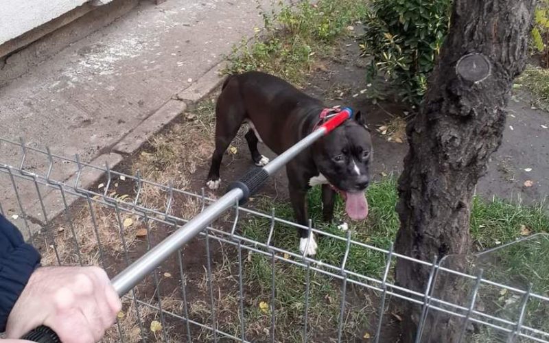 Atacată de pitbull în casă