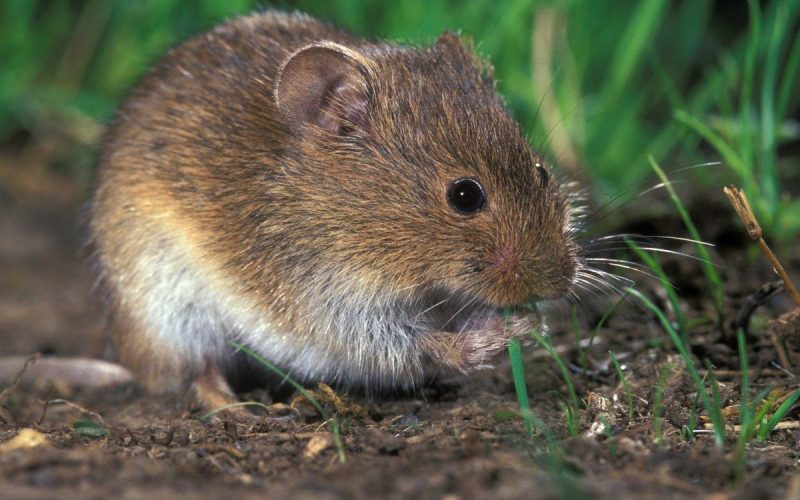 Mijloace naturale pentru combaterea rozătoarelor din culturile agricole