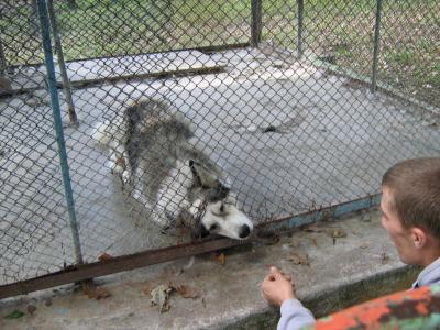Prietenii blănoşi, disponibili pentru adopţie