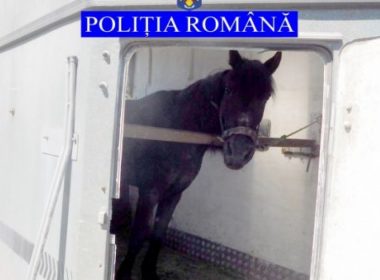Cal salvat de poliţişti dintr-o zonă mlăştinoasă a Lacului Şuta, de la marginea municipiului Miercurea-Ciuc