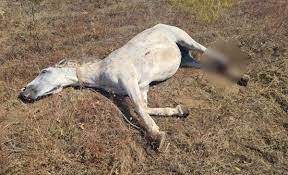 Cal în agonie abandonat pe câmp de proprietar