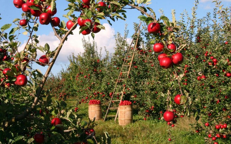 UE - preţuri mai mici cu până la 20 la sută la alimente. România - preţuri mari în continuare, care vor contina să crească